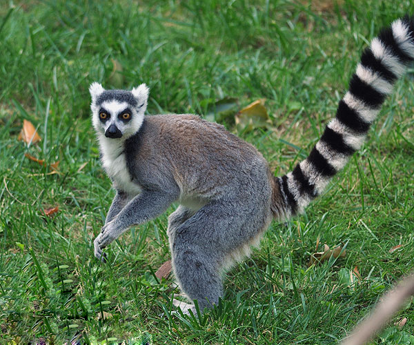 Lemur - Wild Life Planet