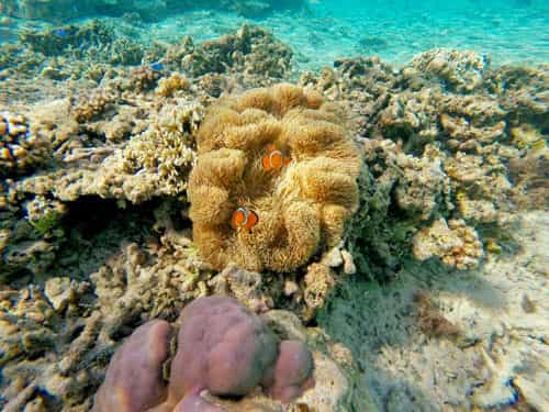 Corals and Diving in Apo Reef