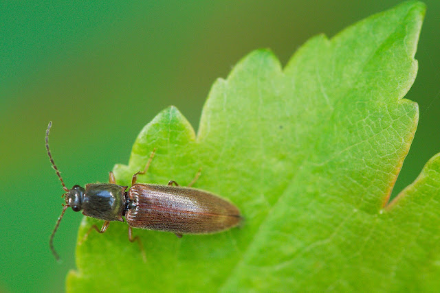 Schnellkäfer - Elateridae Schnellkäfer - Elateridae