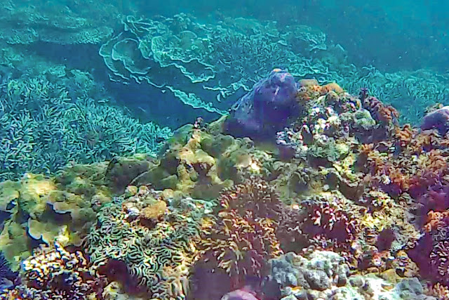 Some corals have fluorescent pigments and their colour depends on the light they're exposed to.