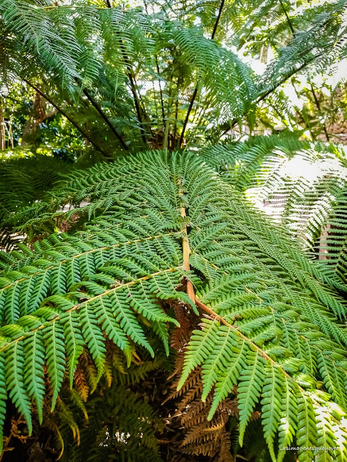 Estufa Fría del parque Juan Carlos I