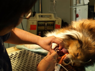 Dr. Lee examines Teardrop's teeth.
