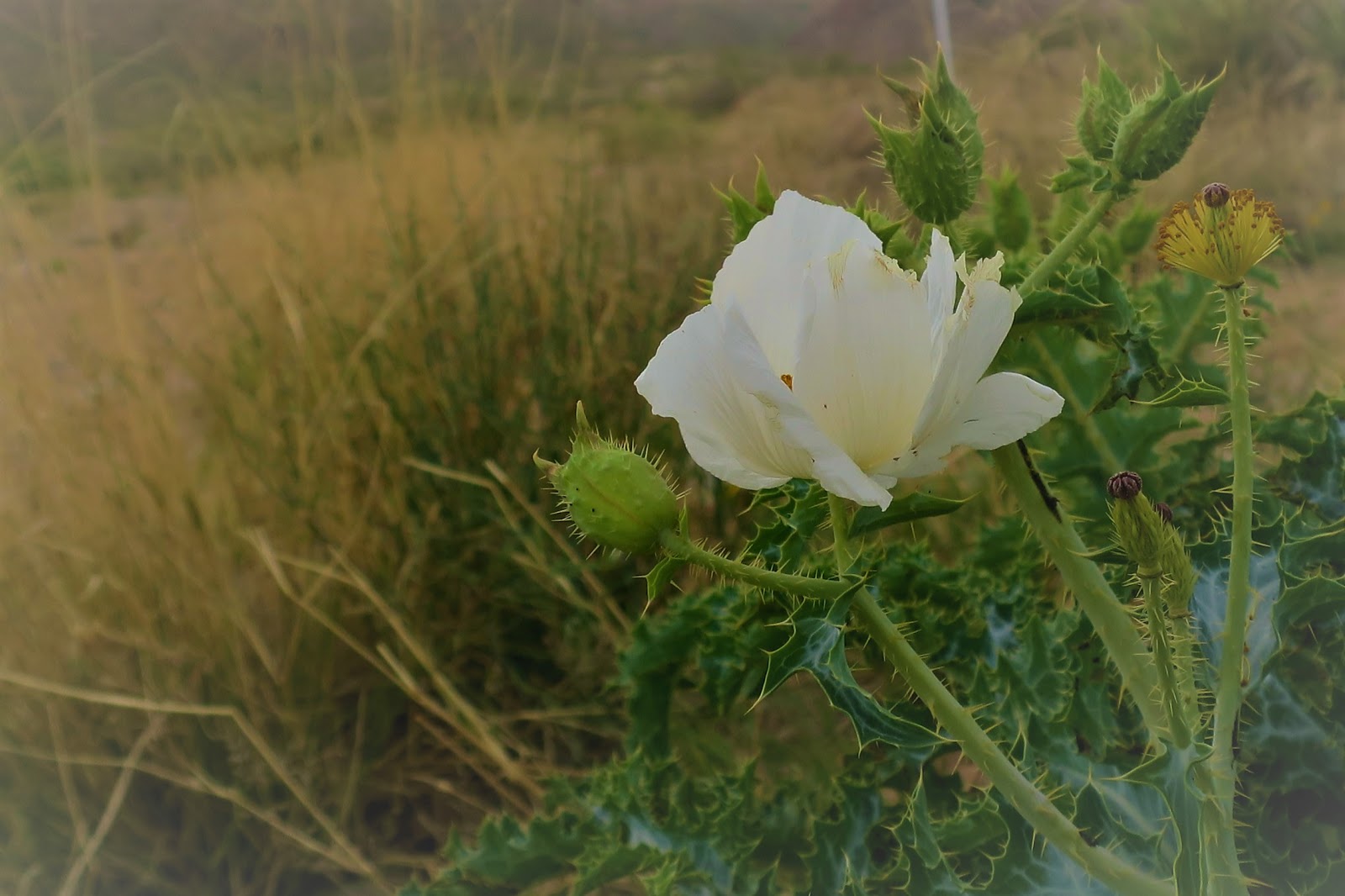 Living Rootless El Paso Poppies Festival