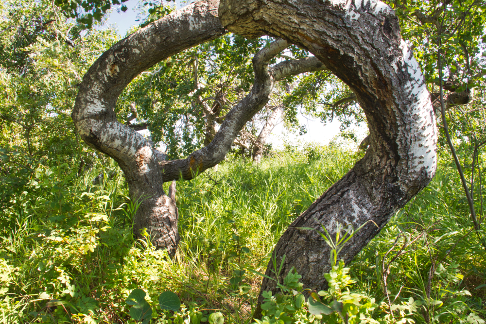 crooked aspen trees near hafford