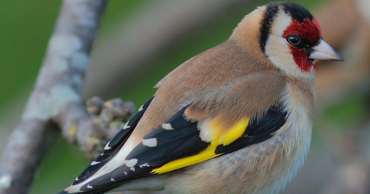 Raw Birds: EUROPEAN GOLDFINCH (Carduelis carduelis) Broadmeadow Estuary