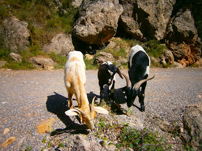 Cabras en la Serra d'Espadà. Autor: Miguel Alejandro Castillo Moya