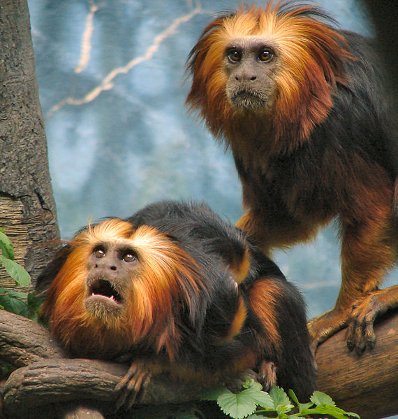 Leontopithecus chrysomelas