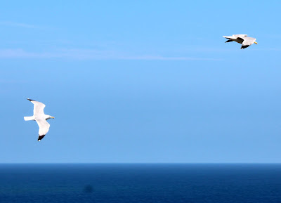 Ribamontán-al-Mar-Cantabria Gaviotas en la ruta de los acantilados de Loredo a Langre