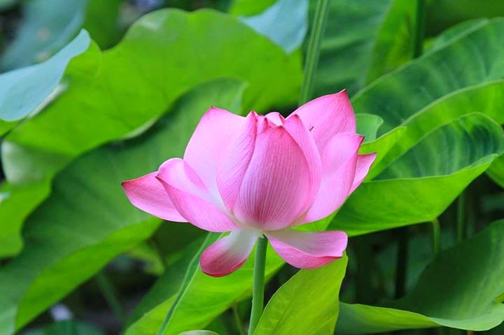 Hình ảnh hoa Sen cực đẹp, hồng-bạch liên hoa Tải ảnh hoa sen đẹp nhất