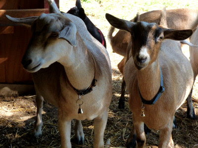 5 Acres & A Dream: Goat Bells
