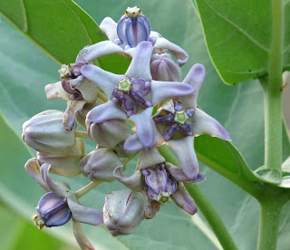  Tanaman biduri adalah tanaman semak yang sering berada di sekitar kita Manfaat dan Khasiat Biduri (Calotropis Gigantea Willd)