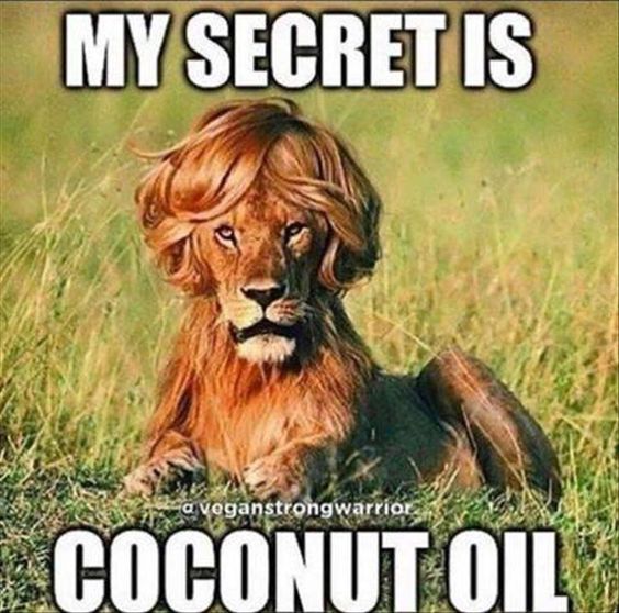 funny lion picture