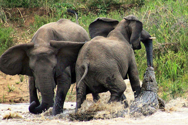فيل تتم مهاجمتة من تمساح ضخم في جنوب افريقيا