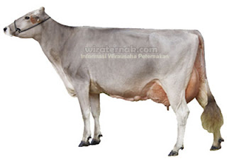 Sapi Perah Brown Swiss Ternak Sapi Perah