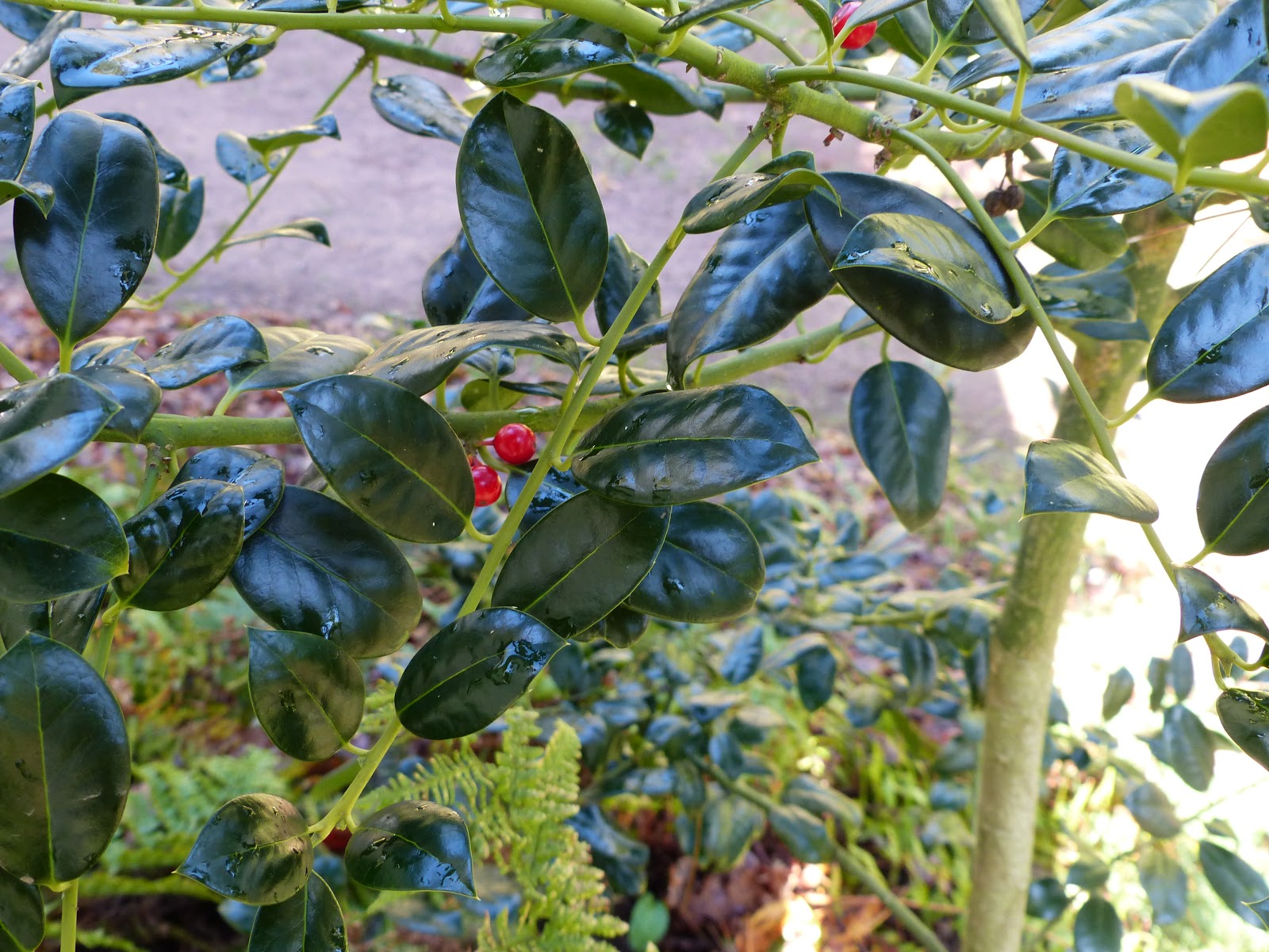 Temps de jardin: Houx! houx! houx! quelle bonne id?�e