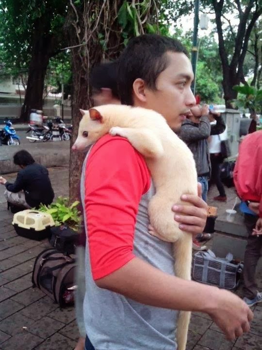Jadikan Musang Sebagai Hewan Peliharaan Anda di Rumah