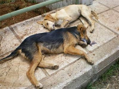 Καλαμάτα: Ασυνείδητοι θανάτωσαν τέσσερις σκύλους σε δύο μέρες
