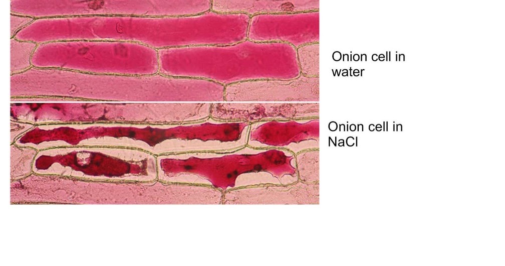 Osmosis Diffusion Lab Info