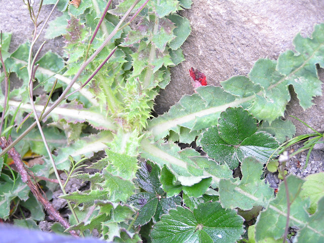 sow thistle edible weeds