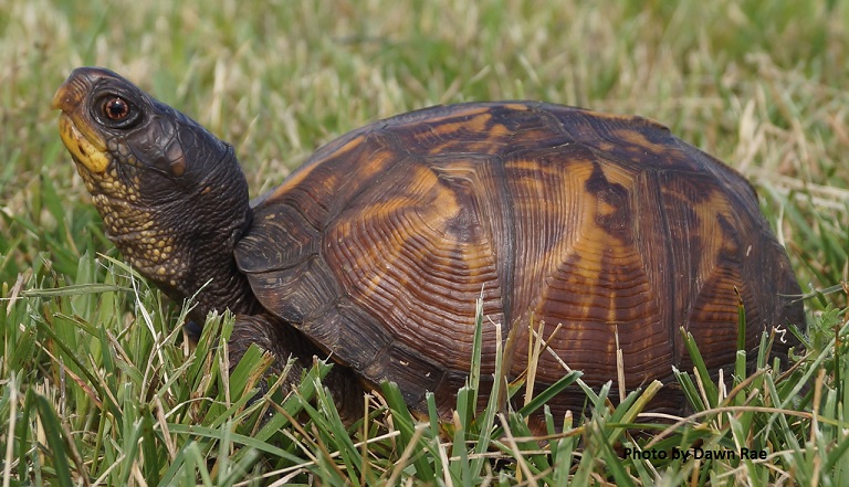 eastern box turtle