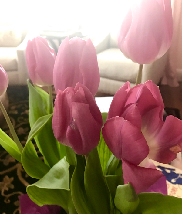 The beauty of lavender tulips...