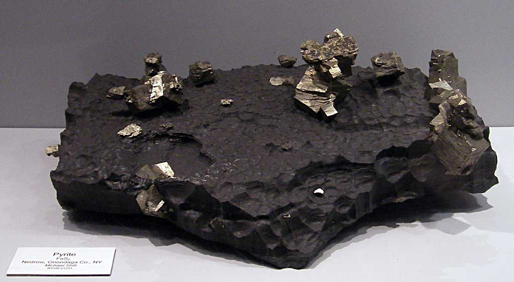 Louisville Fossils and Beyond New York State Museum