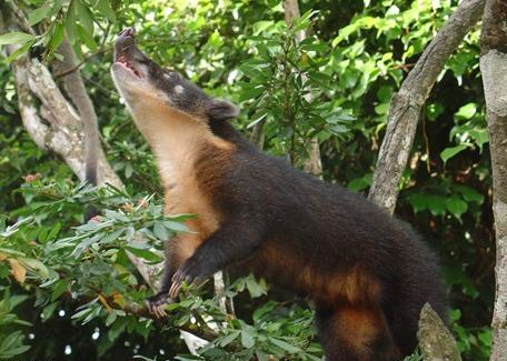 Parque Nacional Sumaco Napo Galeras Sitios y lugares Turísticos de