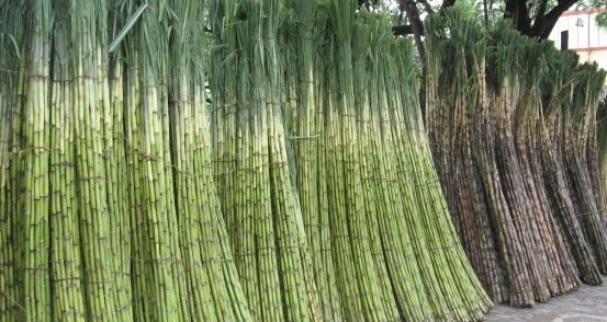 Agroformation Sugarcane Agroformation Sugarcane