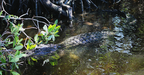 Alligator Airboat Florida Everglades City