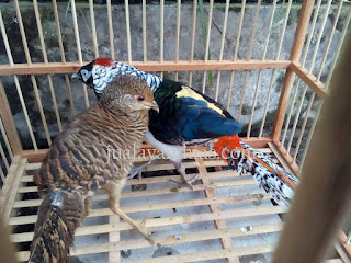 Galeri Foto Lady Amherst's Pheasant Terbaru 3 Foto Lady Amherst's Pheasant Terbaru Jual Ayam Hias Lady Amherst's Pheasant Dewasa Sepasang