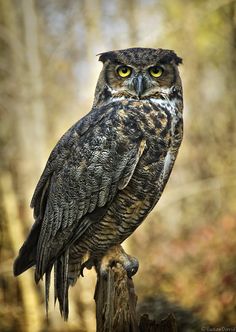 owl images