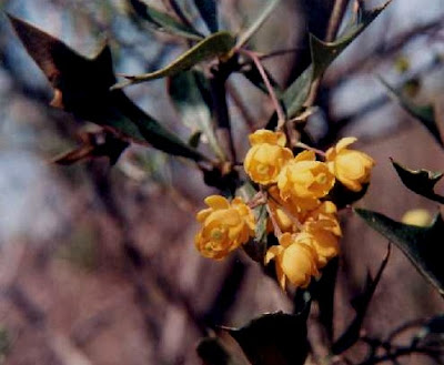 flor de espina amarilla