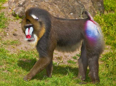 Mandrill - animals beginning with M Mandrill - animals beginning with M