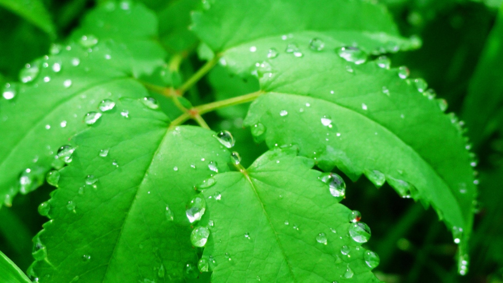 Green Leaf Water Drops Wallpaper
