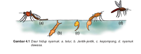 Kunci Jawaban Nyamuk Merupakan Salah Satu Serangga Yang Mengalami