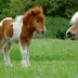 Pony Çiftlikleri ile Para Kazanma