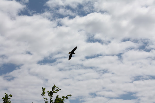 Bald Eagle in Ketchikan, Alaska