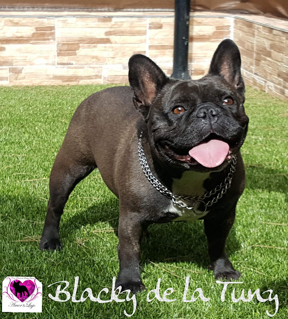 Bulldog Frances Amor y Lujo Spanish Kennel