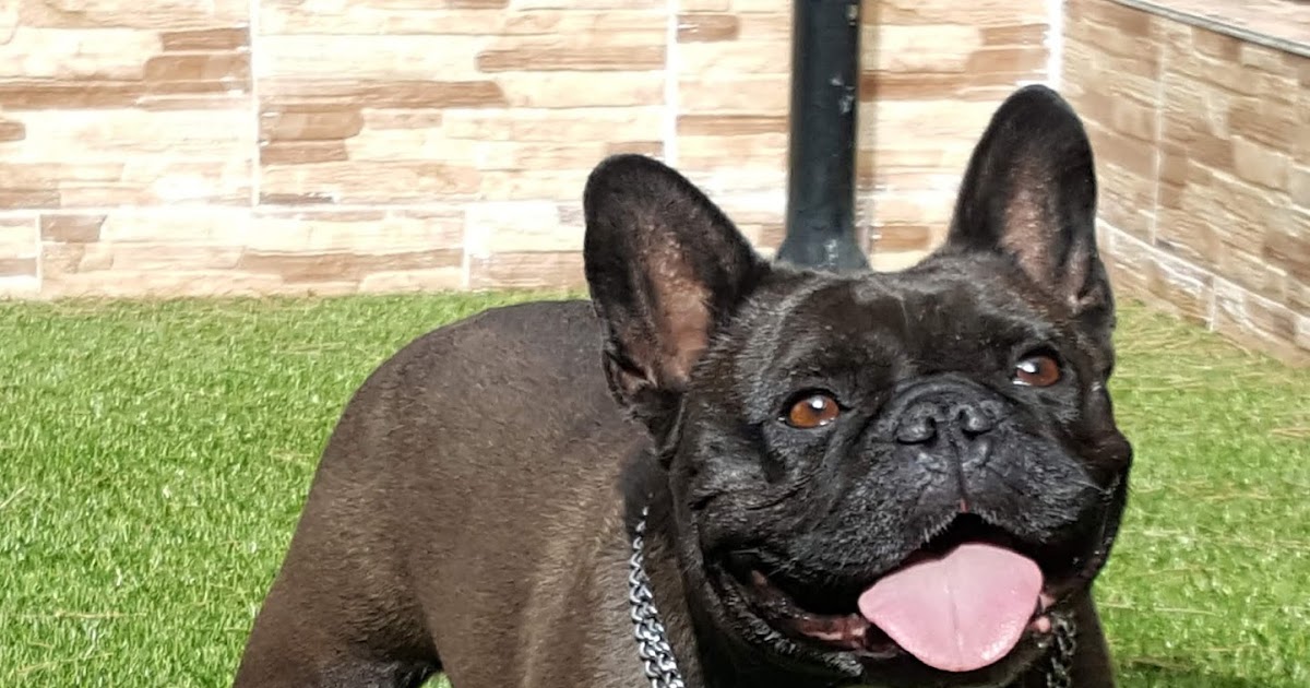 Bulldog Frances Amor y Lujo Spanish Kennel
