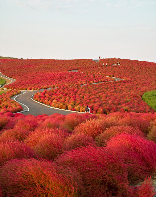 Hitachi Seaside Park, Japan Hitachi Seaside Park, Japan