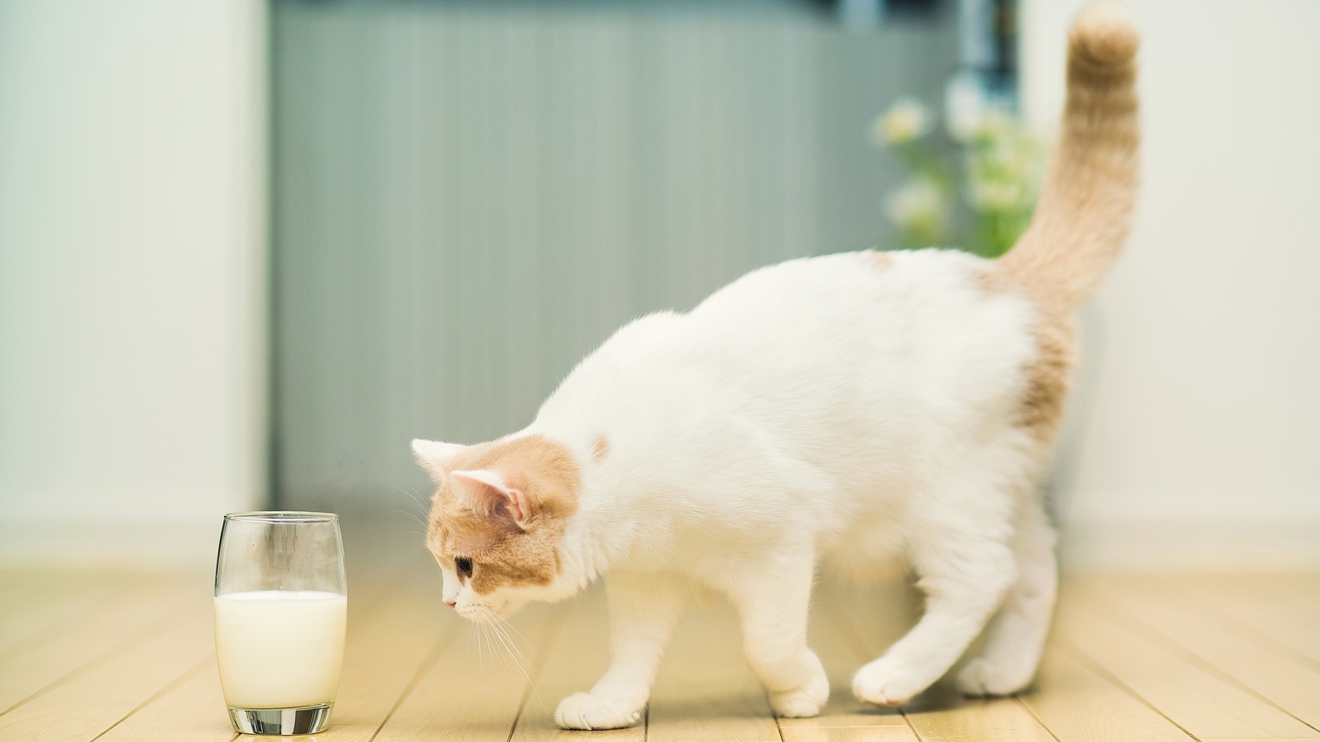 White Cat wants Milk Full HD Desktop Wallpapers 1080p
