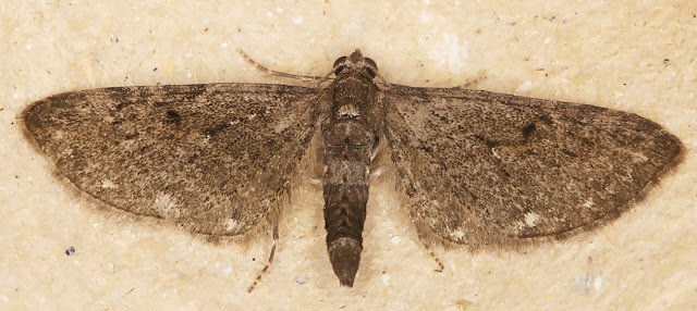 White-spotted Pug, Eupithecia tripunctaria. Hayes, 10 May 2017. White-spotted Pug, Eupithecia tripunctaria. Hayes, 10 May 2017.