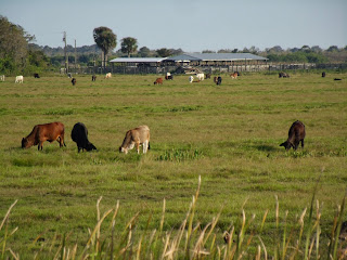 Ganado en las fincas Ganado en las fincas
