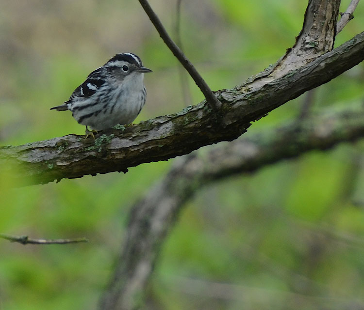 ...sitting pretty! You can tell this is a female Black and White Warbler because her cheek is gray in stead of black.