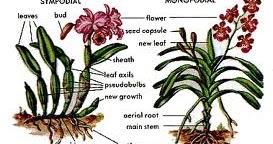 Growing Orchids For Beginners Monopodial And Sympodial Orchids