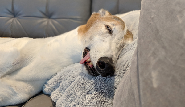 image of Dudley the Greyhound lying on the couch, sound asleep, with his tongue hanging out