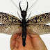 Ανακαλύφθηκε έντομο με άνοιγμα φτερών  20 εκατοστά