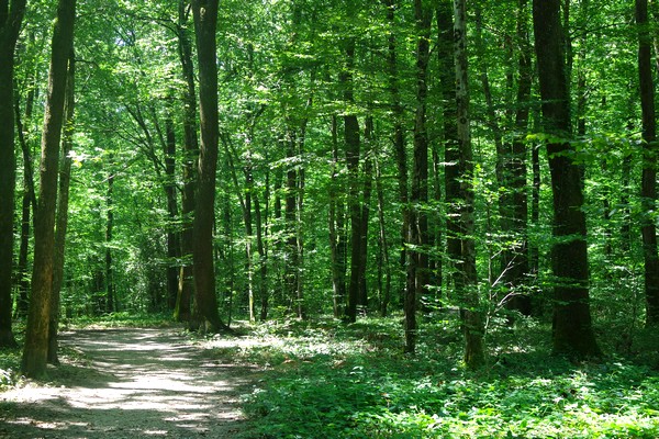 bourg-en-bresse forêt seillon balade randonnée parcours nature