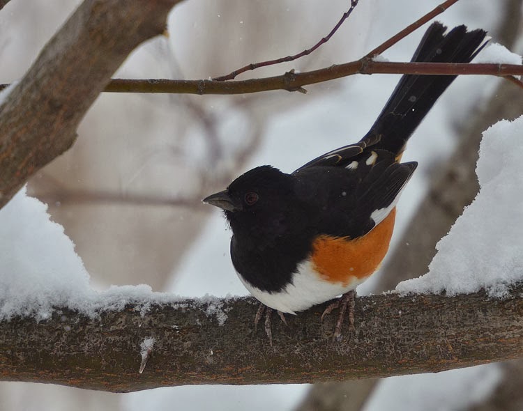 Towhee tails are very long for a bird in the finch family, and are even more noticeable because of how they bob and flick the tails all the time.