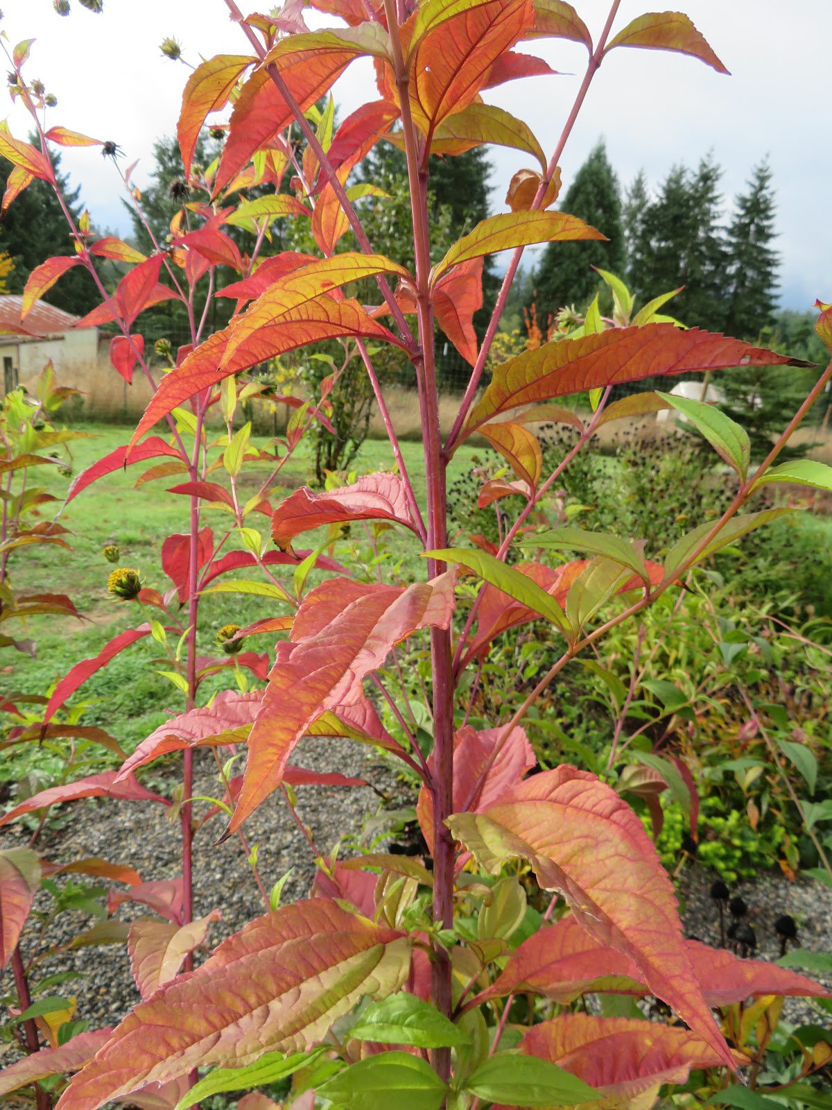Using Georgia Native Plants Our Own Spireas